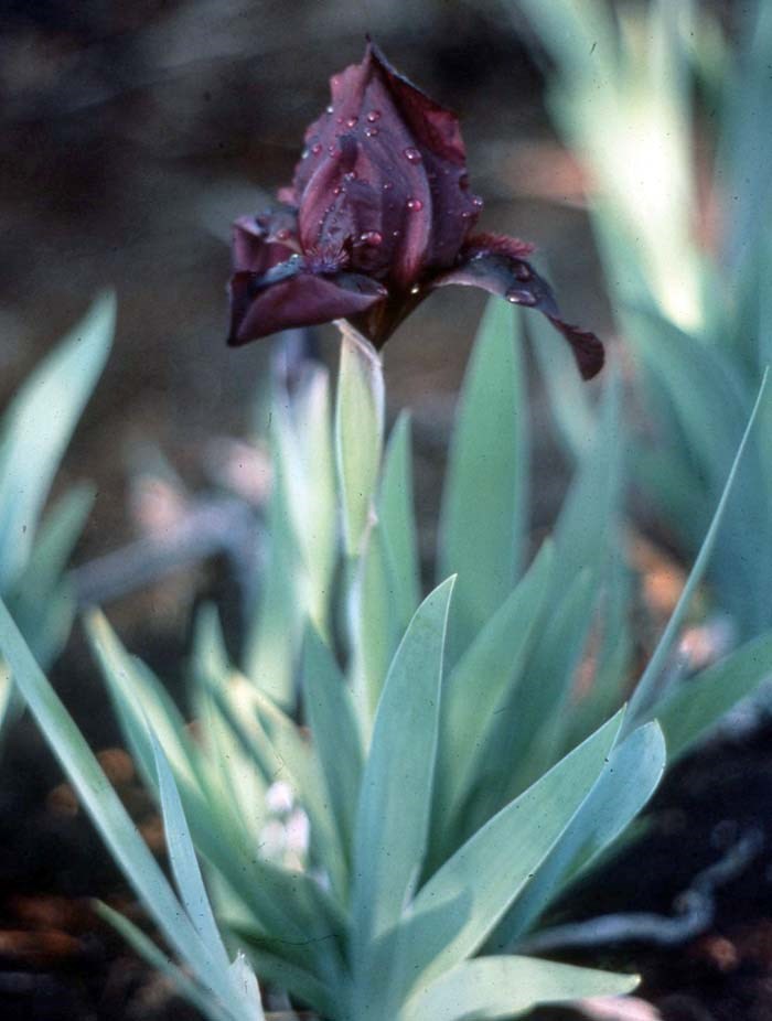 Irises