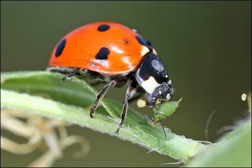 ladybug