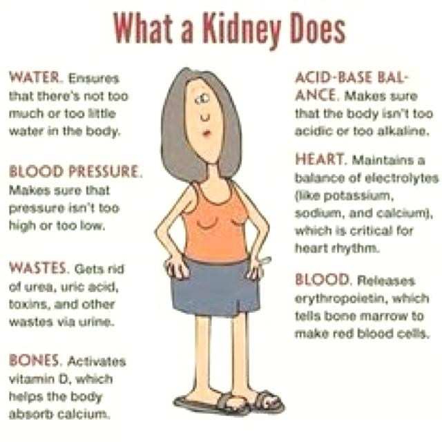 Kidney Facts