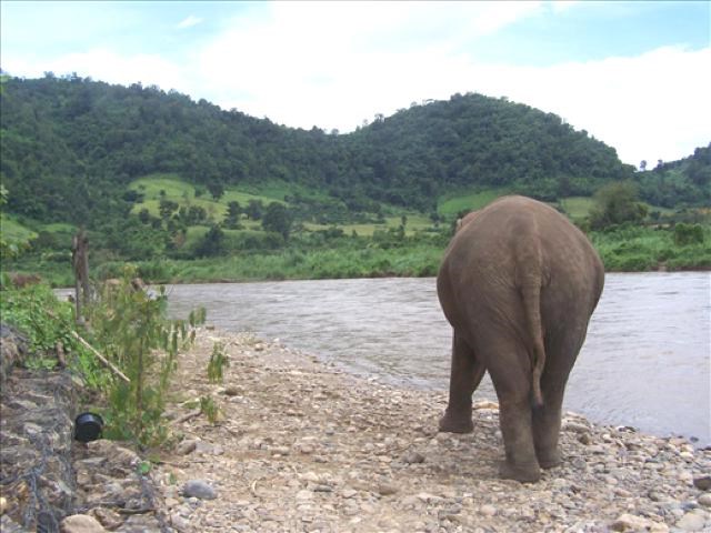 elephant