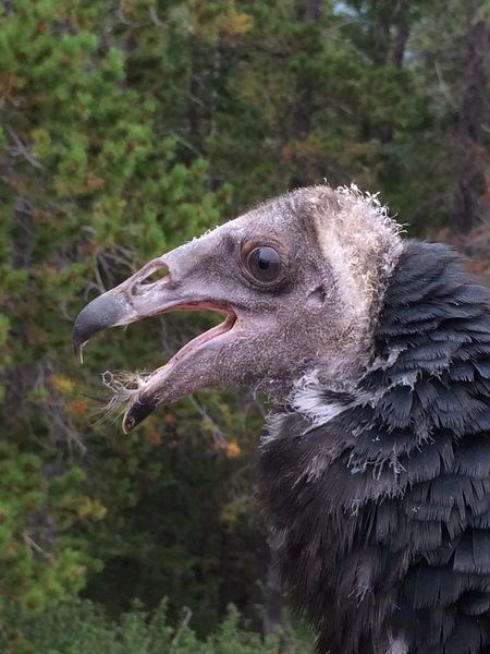 A turkey vulture presentation was given at the Preeceville Club 60 on March 12.