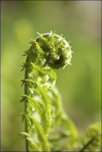 fiddlehead