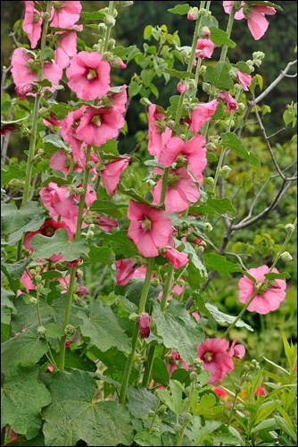 Hollyhock are a tough old family favourite. Photo by Valerie Zinger
