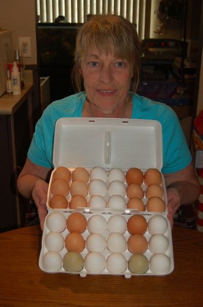 Tracy Choptuik displays a collection of fresh eggs she collected from the hen houses. Although the shells range in colour from white to shades of brown, and even a green colour from one of the varieties of hens, she says all the eggs are indistinguishable in taste.
