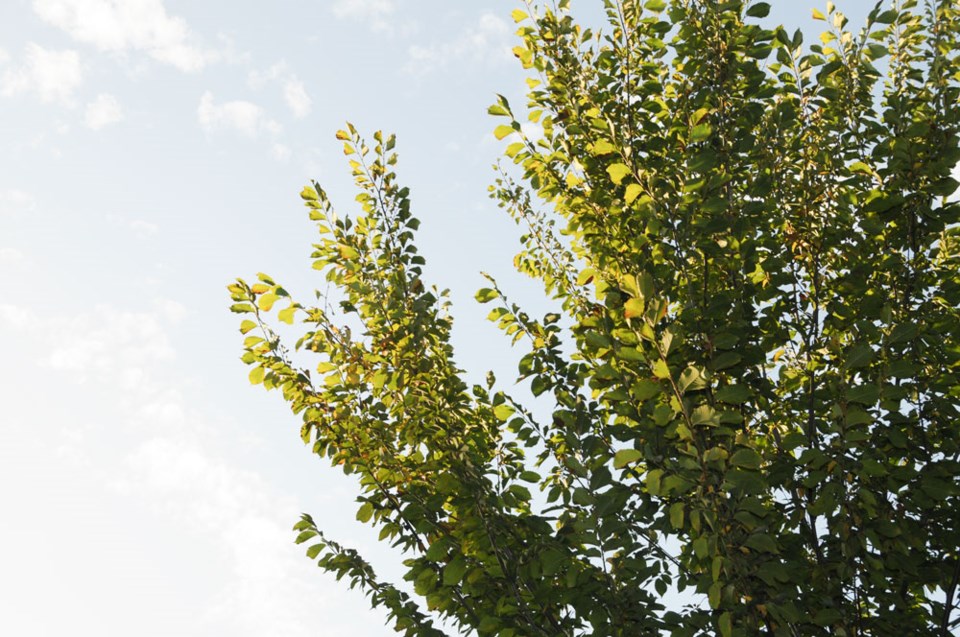 Dutch Elm
