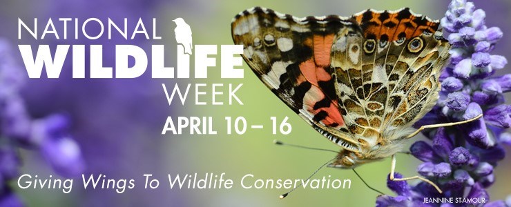 National Wildlife Week