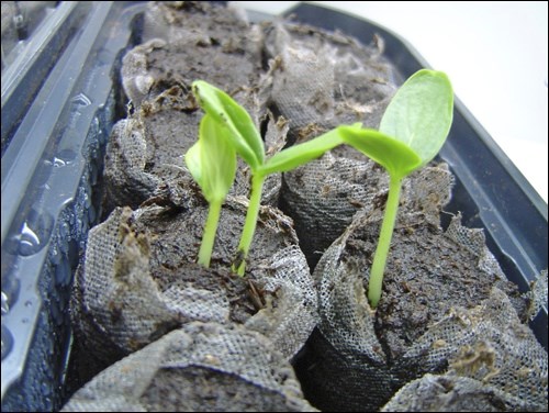The images show cucumber seedlings with a first true leaf and a newly germinated cucumber. Photos by Sakura