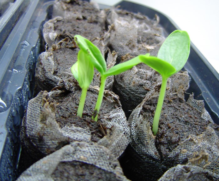 Vegetable vines