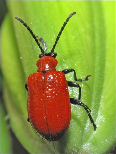 The lily beetle is a bright orange, but often disguises itself with a fecal shield. Photos by Luis Miguel Bugallo Sánchez