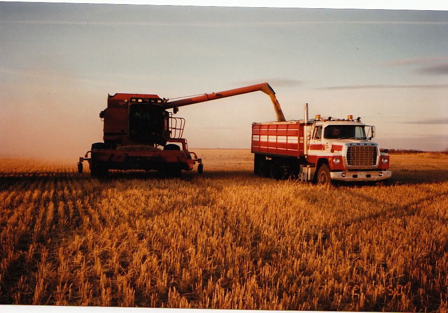 Harvest operations in the late 1970s and early ‘80s became an efficient assembly line process on the vast Yergens acreages. Photo submitted