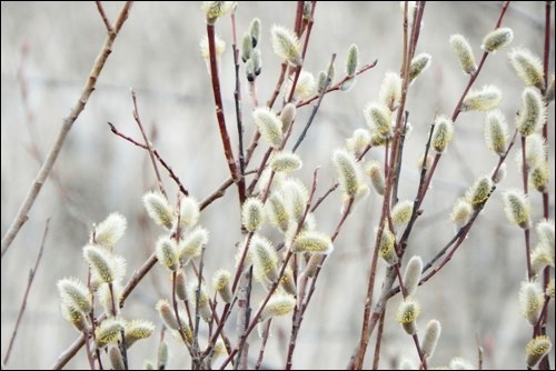 spring rural scene pic