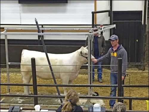 Barrett Elliott from St. Briuex provided clipping and fitting training to Crown Hill 4-H members.