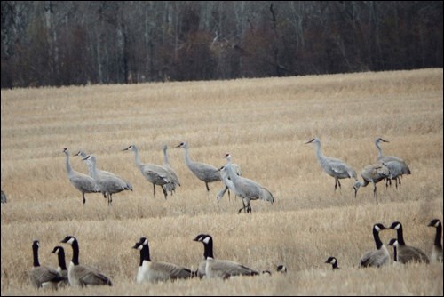 spring rural scene pic