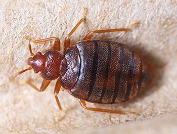 Bed Bug