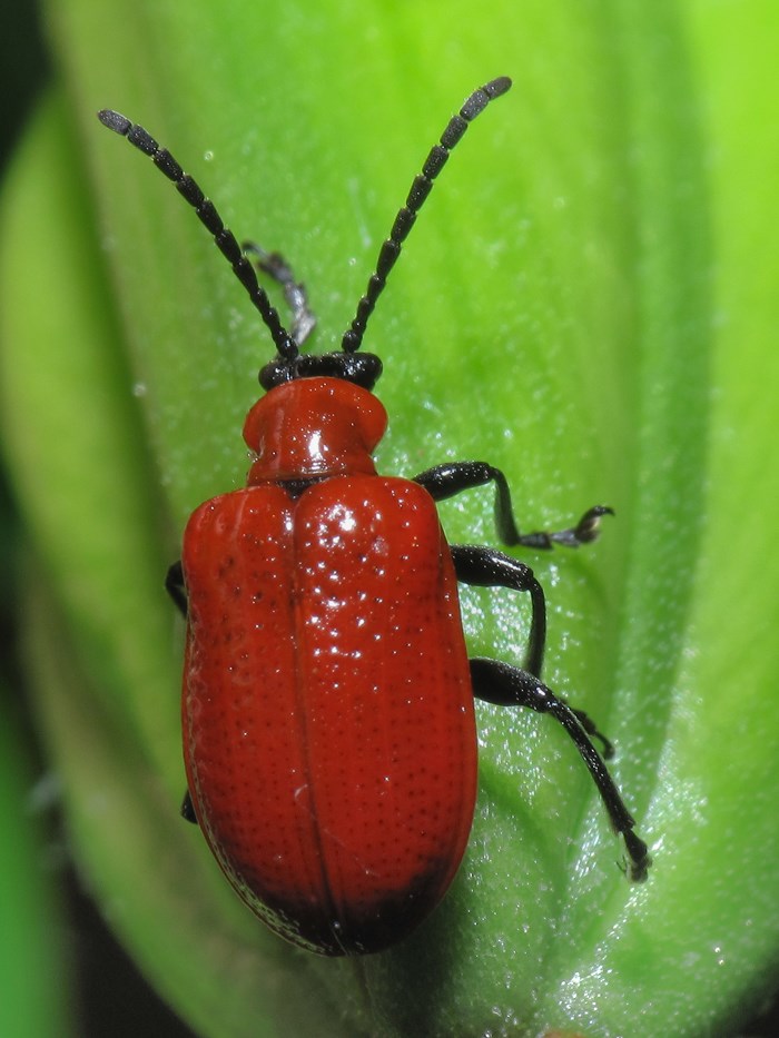 Lily Beetle