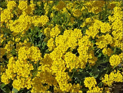 Basket of gold. Photo by Jamain