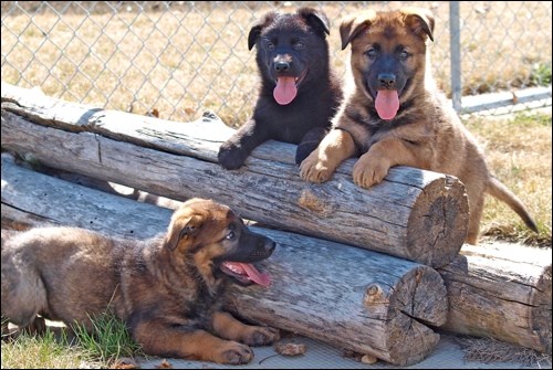 Thirteen police dogs in training have been named by children from across Canada. This year’s Name the Puppy Contest called for entries starting with the letter J. Photos submitted