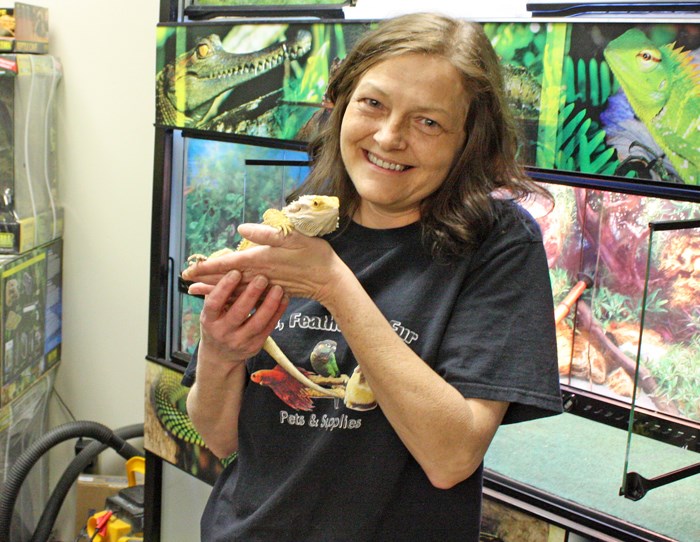 bearded dragon