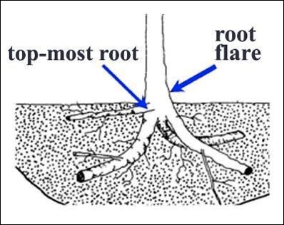 Top most root and root flare. Photo courtesy Dr. Ed Gilman, University of Florida