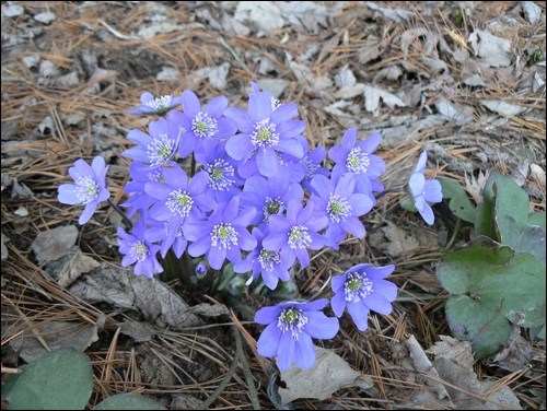 Hepatica in early spring. Photo by Sara Williams
