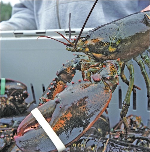 lobster
