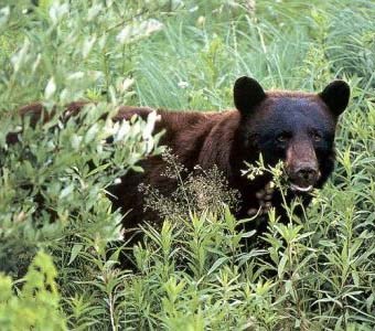 bear