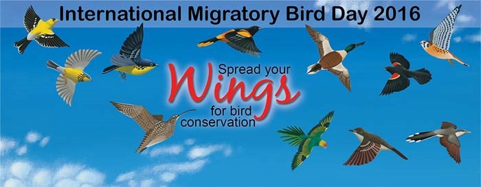 International Migratory Bird Day