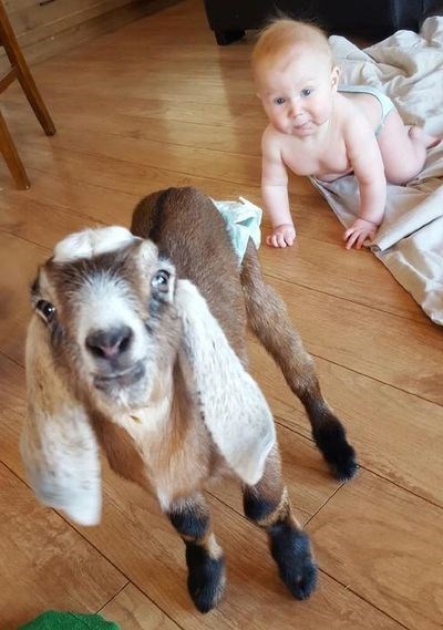 Ross Townsend had fun getting to know his baby goat.