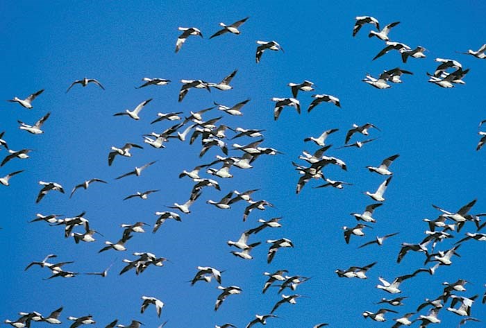 Migratory