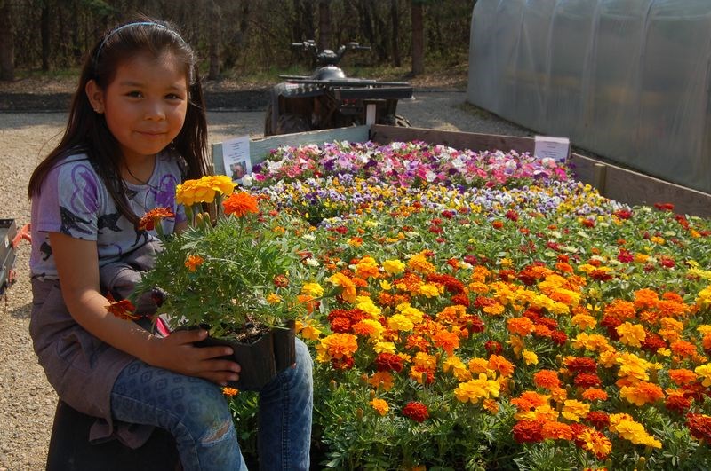 Reese Quewezance, a Grade 1 student at Victoria School in Kamsack, discovered a small flatbed trailer filled with blooming bedding plants including colourful marigolds on Friday when the Grade 1 class visited Grandpa’s Garden and Greenhouse.