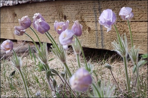 spring rural scene pic