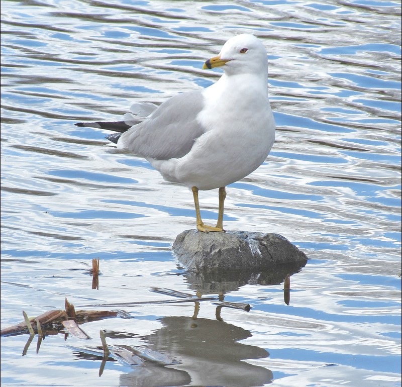 Hapnot Lake Gull