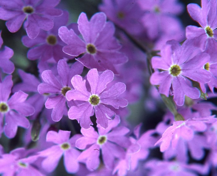 Dusty Miller Primrose