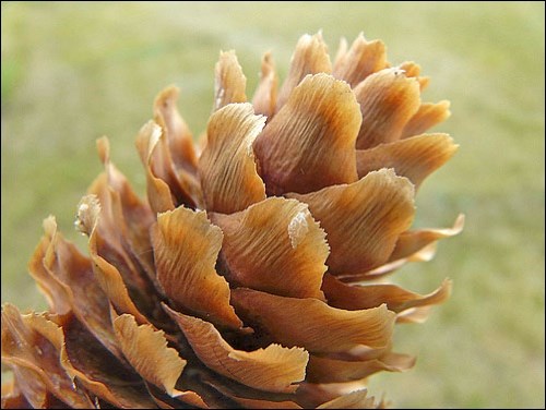 Female cone.