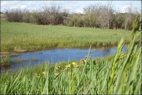 spring rural scene pic