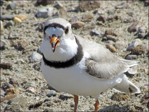 piping plover