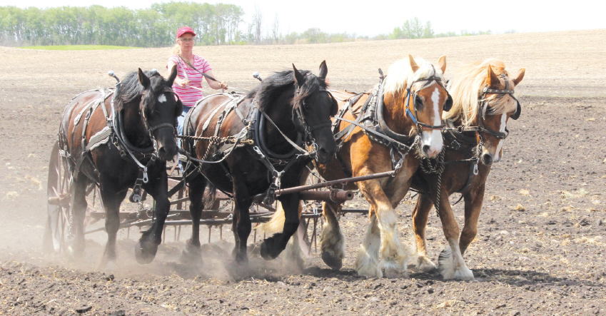 Kristina Just of Yorkton cultivated the field with her team of Percherons and a team of Belgians at the spring Draft Horse Field Day at Rama May 21 and 22.