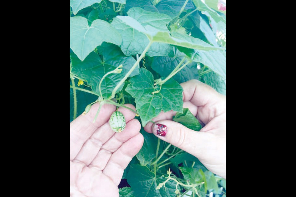 The mousse melon is a tiny melon from south of the border that has been creating a buzz in the greenhouses and farmers’ markets in the area.