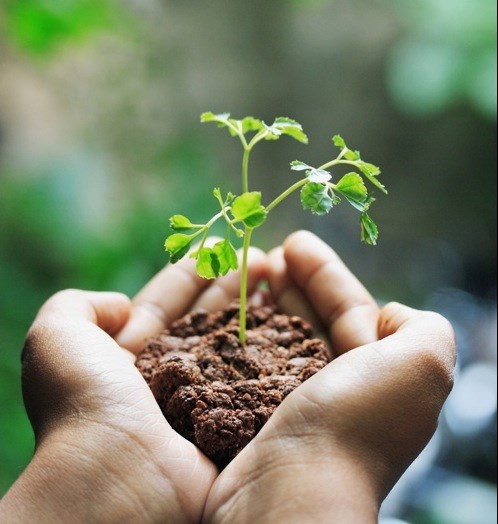 tree seedling