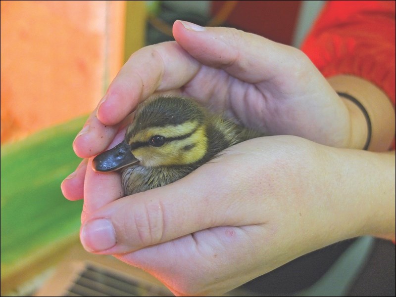 Quacky the duck fits in the palm of your hand.