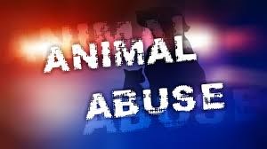 animal abuse