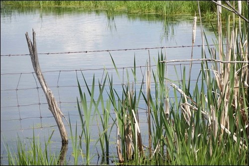 summer rural scene pic