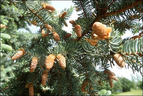 spruce cones
