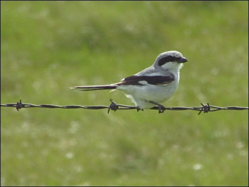 A loggerhead shrike perches on barbed wire it might later use to impale its prey. Photo by Emily Putz
