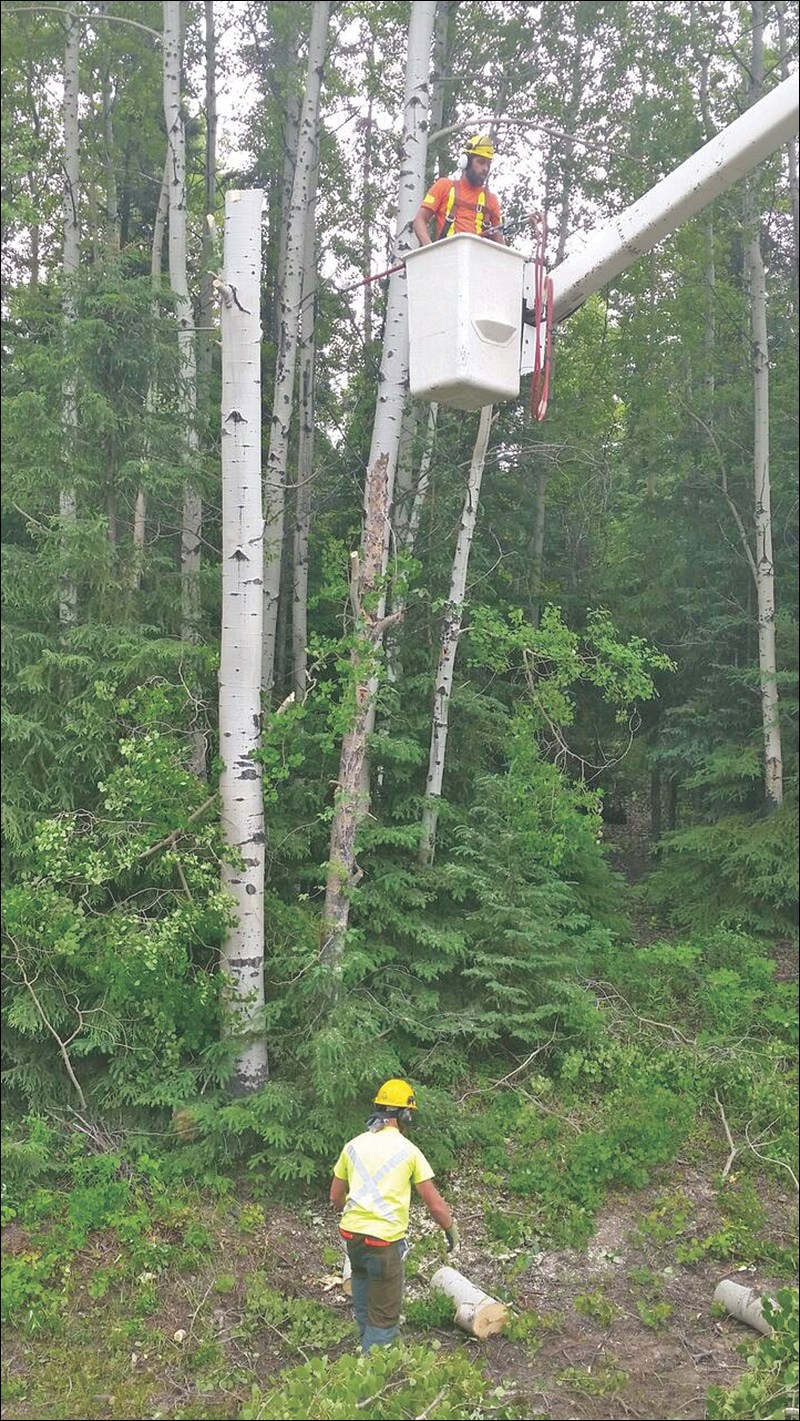 Tree Clearing
