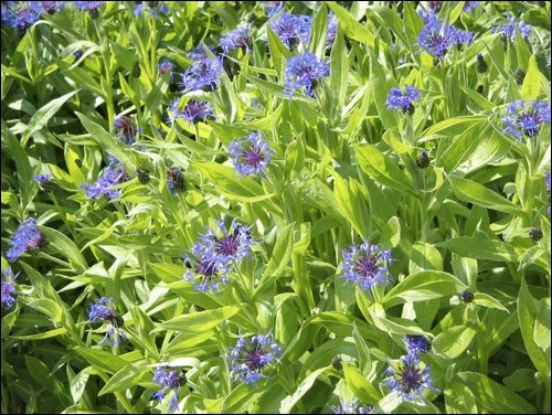 Centaurea montana clump have graced prairie gardens almost from the beginning of settlement. Photo by Meneerke Bloem