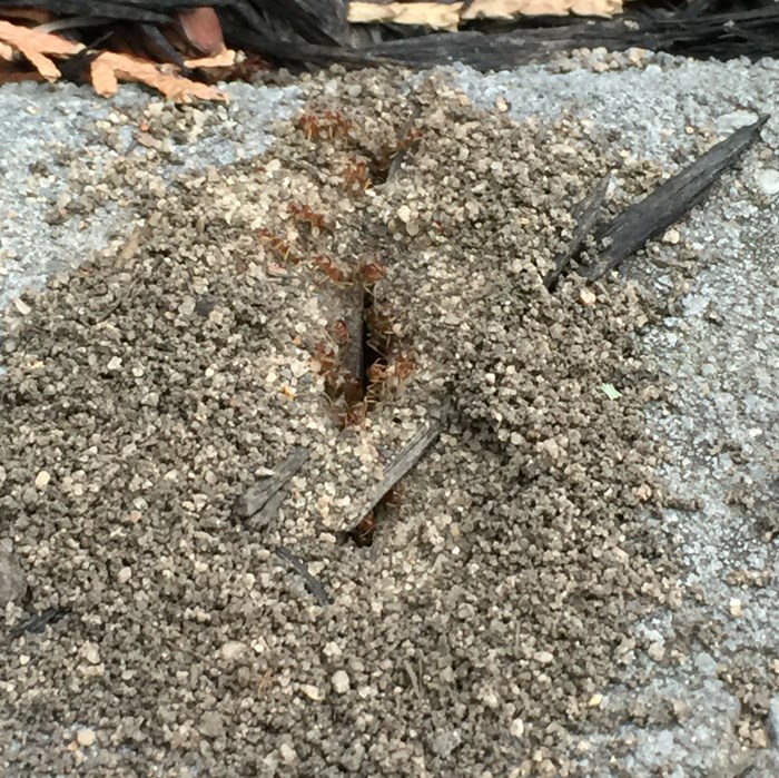 ant control