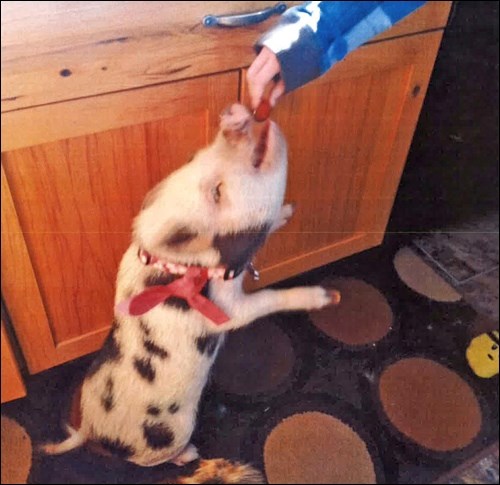 pig