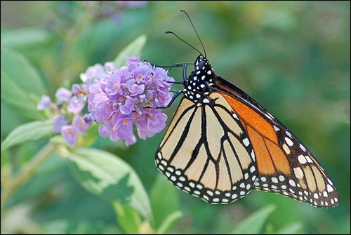 butterfly