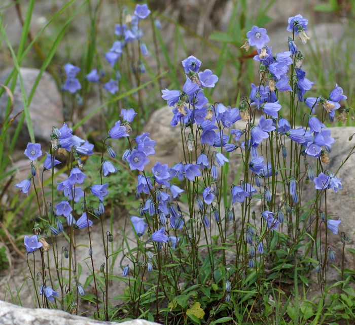 Campanula cochleariifolia